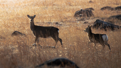 由布岳の夕焼けを浴びる鹿