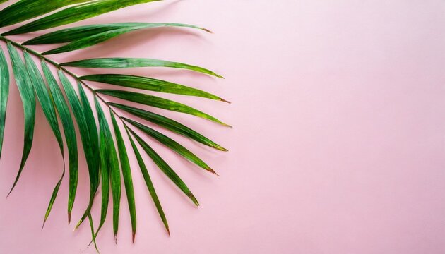 painted palm leaves on pastel pink background with copy space tropical summer concept minimal flat lay
