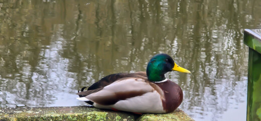 Mallard (Anas platyrhynchos) on the bank, male wild duck outside the water
