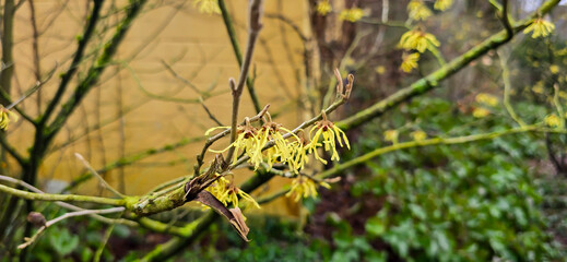Witch hazel witch flower on blue spring day