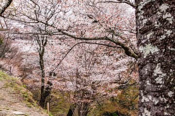 Whispers of Spring: Cherry Blossoms Flourish on Yoshino&rsquo;s Slopes