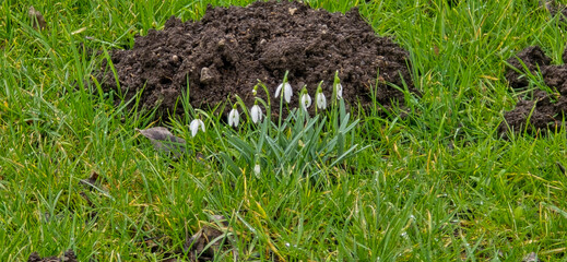 Snowheads bloom in spring. Beautiful blooming in the grass at sunset. A delicate snowflake is one of the symbols of spring. (Amaryllidaceae - Galanthus nivalis)