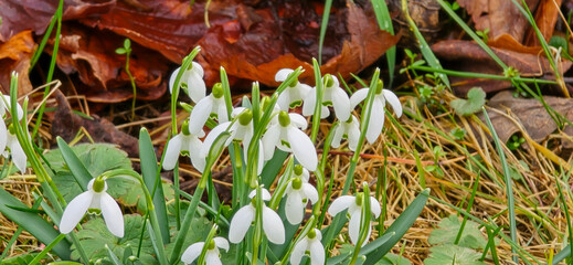 Snowheads bloom in spring. Beautiful blooming in the grass at sunset. A delicate snowflake is one of the symbols of spring. (Amaryllidaceae - Galanthus nivalis)