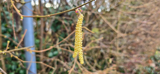 Pollen count, pollen allergy background banner panorama - hazelnut, hazelnut writing tree ( Corylus avellana ) with pollen catkins and yellow pollen, illuminated by the sun