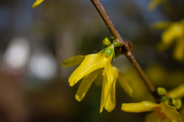 Korean spring flowers. Yellow blooming Forsythia flowers in spring close up. border forsythia is an...