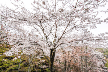 Spring’s Palette Unfolds: Cherry Blossoms at Mount Yoshino, Nara, Japan