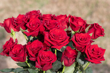 Bouquet of red roses outdoors in sunshine