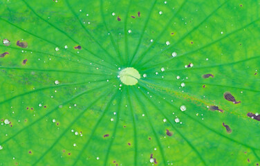 Fototapeta na wymiar Texture with leaves of water lilies