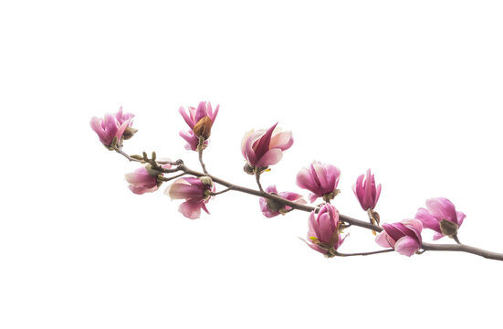 pink magnolia flower spring branch isolated on white background