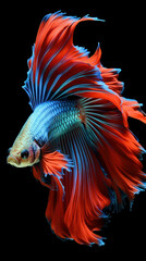 Obraz premium Explore the mesmerizing beauty of a tropical Siamese fish, its silky tail flowing elegantly in the water, isolated on black. AI generative