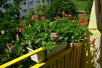 Blumen im Balkonkasten