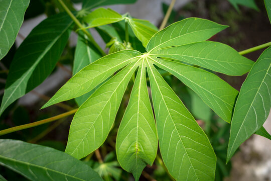 Cassava, Mandioa, Manioc, Tapioca trees (Manihot esculenta), young green leaves, shallow focus