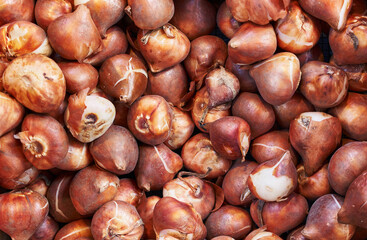 Close-up of abundant fresh tulip bulbs in a market, signifying gardening, springtime, and...
