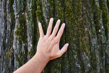 A man's hand touching the textured mossy bark of a tree in a natural outdoor setting.