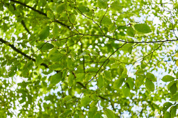 Sunlight filters through fresh green leaves on a tree highlighting a serene, natural environment.