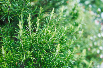 Close-up of vibrant green rosemary plant leaves in a natural setting.