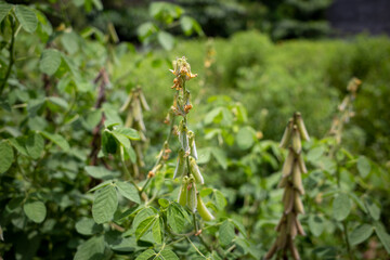Orok-orok or Crotalaria longirostrata, the chipilin (Crotalaria pallida) seed and leaves