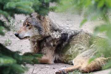 Canis lupus, the wolf lies among the trees