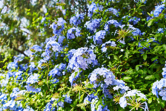 Vibrant blue plumbago flowers blooming in lush greenery under sunlight, representing natural beauty and gardening themes.