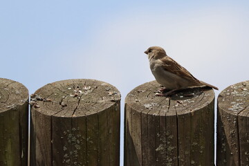 Passer domesticus, sparrow small bird on wooden fence