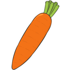 carrot illustration
