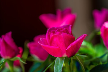 Close up of beautiful pink roses