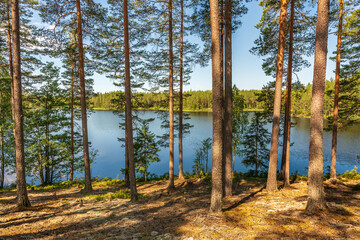 View from a small lake in a pine forest in Sweden