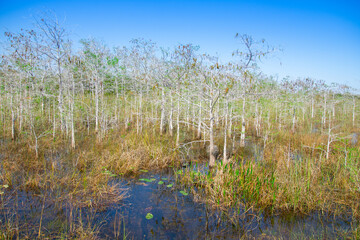 View of a part of the Everglades called Shark Valley