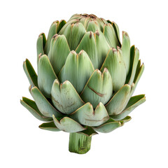 Fototapeta premium Fresh Artichoke, Isolated on White Background: Healthy Vegetable with Purple Leaves for Cooking and Eating
