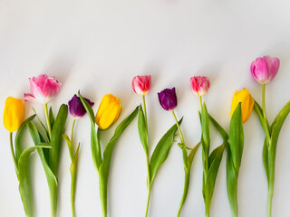 Bright multi-colored tulips on a white background