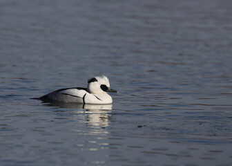 Smew