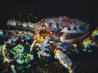 Kamchatka crab in an aquarium close-up
