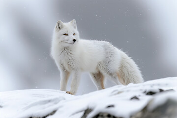 Arctic fox in snowy landscape