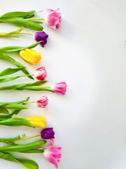 Bright multi-colored tulips on a white background