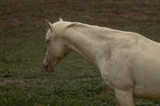 Beautiful White Light Colour Palomino Paint Horse Mare With Pearl Gene and Blue Eyes Facing Left with Green Grass Background