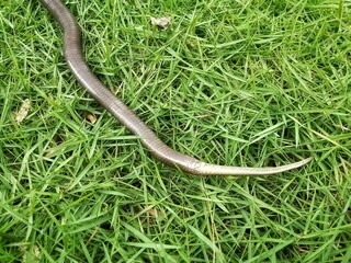 Close up of upside down snake tail, on grass background.