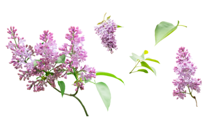 Lilac flowers and leaves isolated on a transparent background