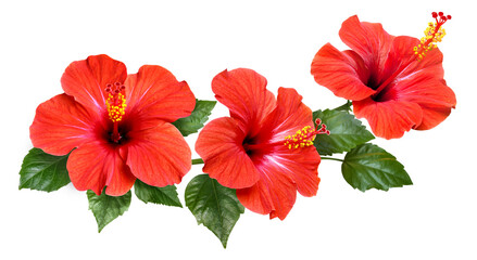 red hibiscus flowers and buds isolated