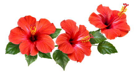 red hibiscus flowers and buds isolated