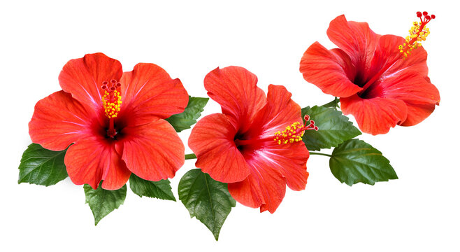 Fototapeta red hibiscus flowers and buds isolated