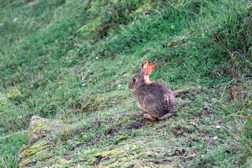 rabbit in the grass