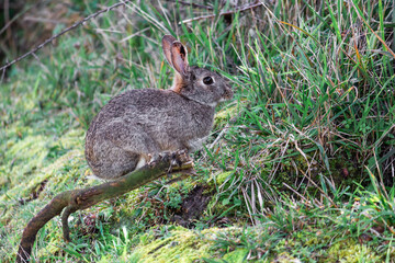 rabbit in the grass