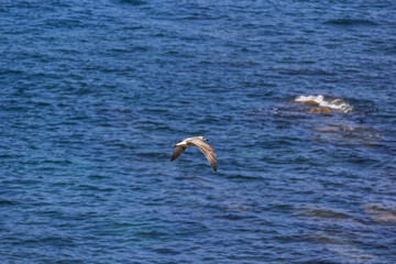 seagull in flight