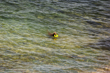 dog playing in the water