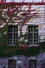 Fototapeta na wymiar old wall covered with ivy