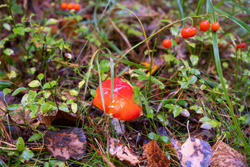 Red gib hat among the grass in the forest
