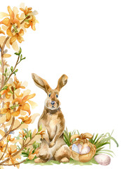 Easter border of yellow spring flowers and watercolor bunny isolated on white. Floral template frame with eggs in fabric basket. Blooming forsythia branch hand drawn. Sketch hare for greeting card