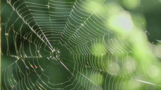 Sparkling spider web in the morning sunshine. High quality 4k footage