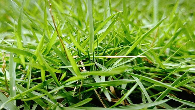 photo of green grass in the park