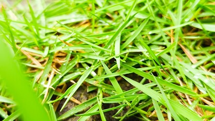 green grass background in the garden